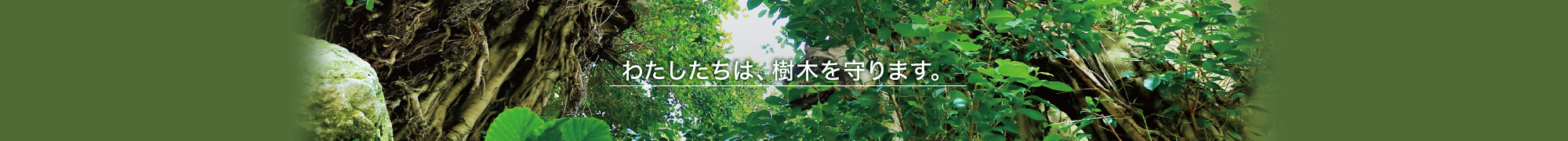 私たちは樹木を守ります