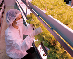 食品製造事業 〜植物工場〜